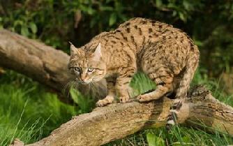 Asian Wildcat