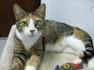 Click for a larger Sheba photo