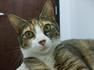 Click for a larger Sheba photo
