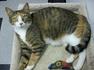 Click for a larger Sheba photo